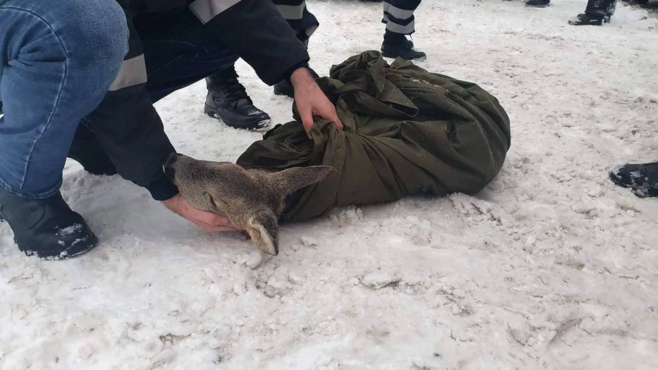 Cine este sportiva-eroină care a sărit în râu pentru a salva o căprioară! Gestul româncei a devenit cunoscut în toată țara