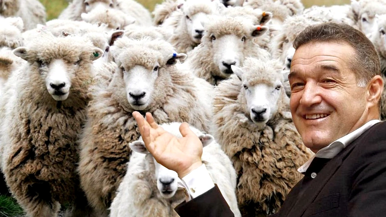 Noua afacere de suflet a lui Gigi Becali. Patronul FCSB este crescător de ovine și caprine cu acte-n regulă