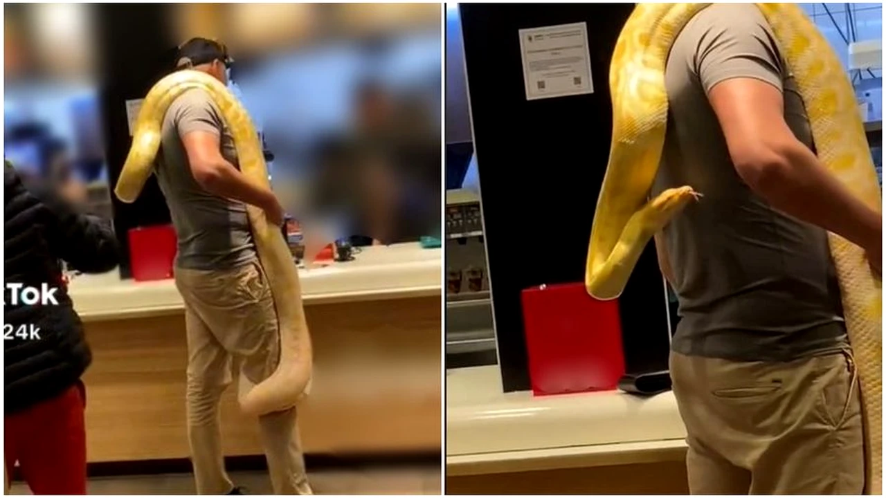 Întâmplare virală în Târgu Mureș. Un bărbat a intrat într-un fast-food cu un piton înfășurat în jurul gâtului