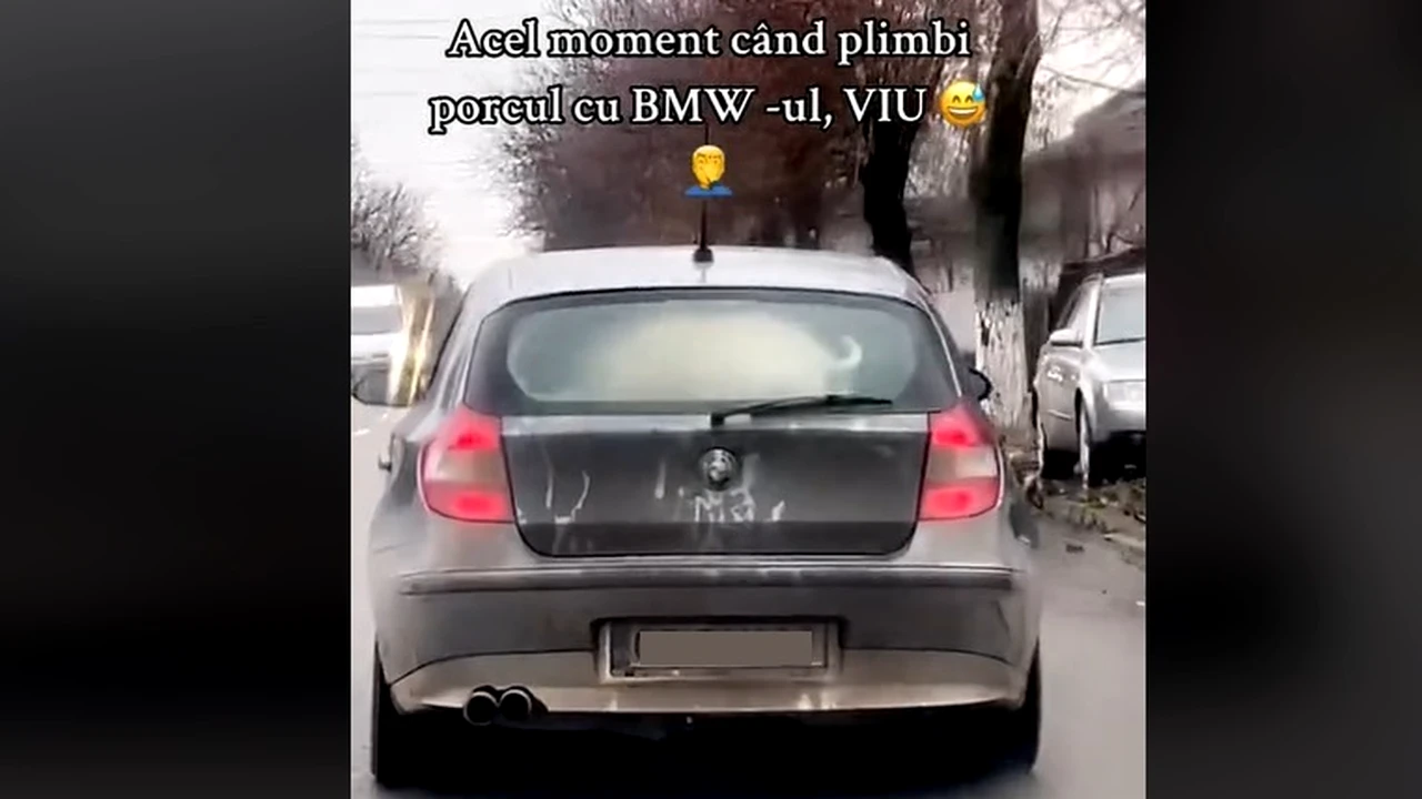 Numai în România poți să vezi așa ceva: Porc viu, plimbare cu BMW-ul prin județul Olt! Imagini virale înainte de Crăciun