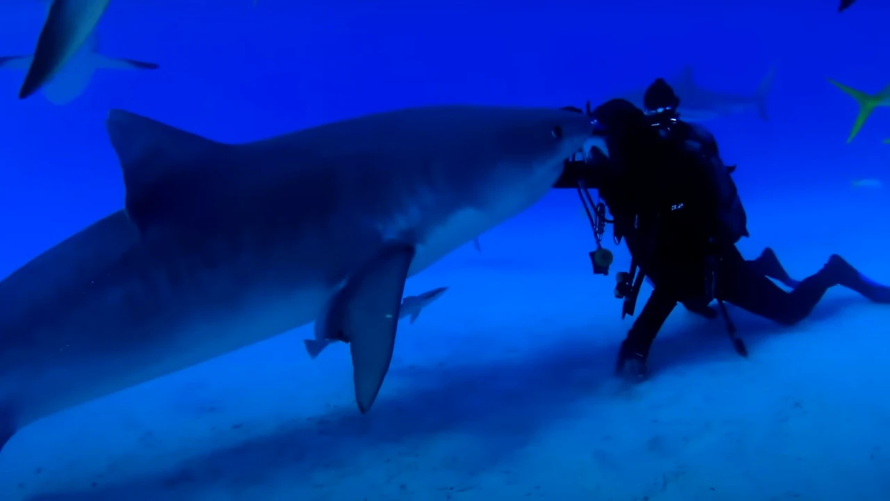 Prietenie incredibilă între un scafandru și un rechin! Filmare virală din apă cu ei doi: „E ca și cum m-aș juca alături de un câine”