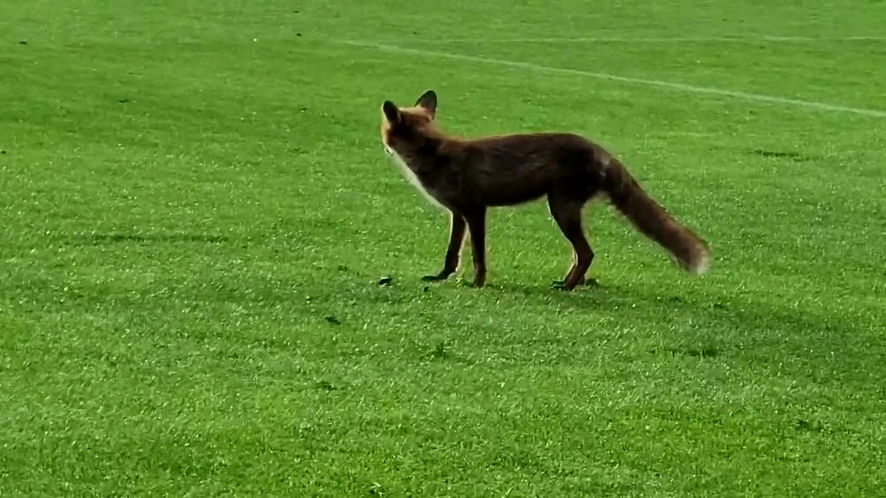 „Au apărut șobolani și vulpi pe stadionul Rapid”. Ce spune primul șef neoficial al „noului Rapid” despre arenă