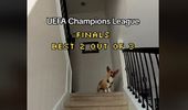 Câinele care a prezis semifinalele Champions League a „spus” și cine ajunge în finală! Știe și câștigătoarea competiției: Cine ia marele trofeu