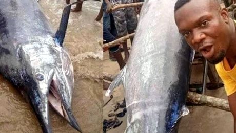 Este cel mai scump pește prins vreodată: 2,6 milioane de euro! Pescarul nu a luat însă niciun ban pe el. Cum a fost posibil