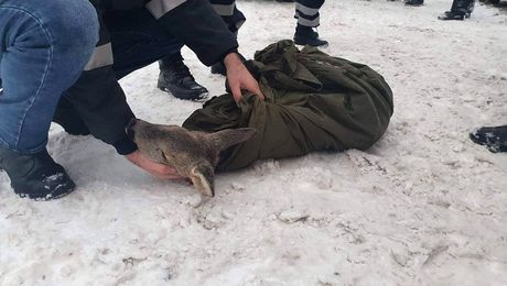 Cine este sportiva-eroină care a sărit în râu pentru a salva o căprioară! Gestul româncei a devenit cunoscut în toată țara