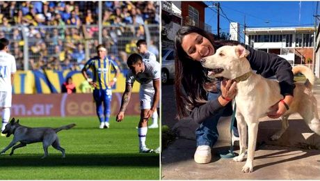 Moment special în Argentina. Un câine rătăcit,  care a dat buzna la un meci, a fost găsit de stăpânii săi